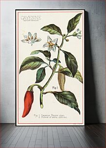 Πίνακας, Cayenne, Capsicum annuum