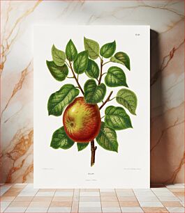 Πίνακας, Cellini (Apple) chromolithograph plates by Abraham Jacobus Wendel