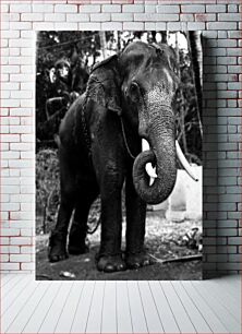 Πίνακας, Chained Elephant in Black and White Αλυσοδεμένος ελέφαντας σε μαύρο και άσπρο
