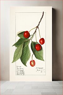 Πίνακας, Cherries (Prunus Avium) (1911) by Ellen Isham Schutt