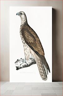 Πίνακας, Cherrug Falcon (Falco cherrug) from Illustrations of Indian zoology (1830-1834) by John Edward Gray (1800-1875)