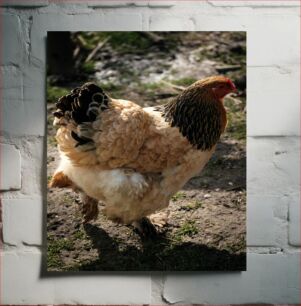 Πίνακας, Chicken in the Yard Κοτόπουλο στην αυλή