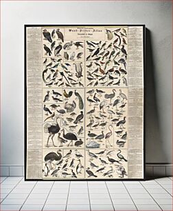 Πίνακας, Chstematisch zusammengesteilter Wand, Bilder, Atlas zur Naturgeschichte der Bögel / von C. Gilbert Wheeler, professor der Chemie und 'Lehrer der Zoologie au der Universtat zu Chicago