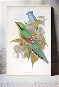 Πίνακας, Cissa Venatoria (ca. 1850–1883) by John Gould, Henry Constantine Richter and Charles Joseph Hullmandel