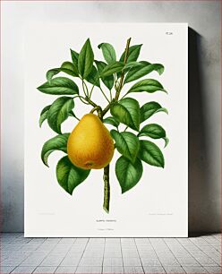 Πίνακας, Clapp's Favorite Pear chromolithograph plates by Abraham Jacobus Wendel