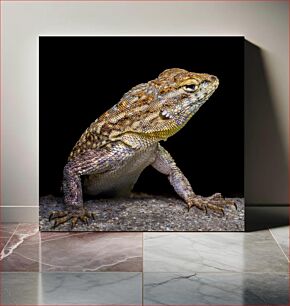 Πίνακας, Close-up Image of a Lizard Κοντινή εικόνα μιας σαύρας