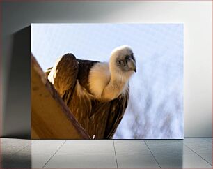 Πίνακας, Close-up Image of a Vulture Κοντινή εικόνα ενός γύπα