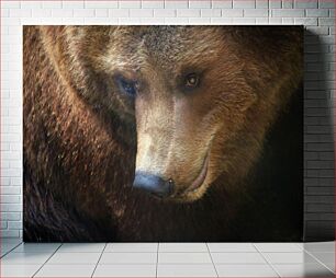 Πίνακας, Close-Up of a Bear Κοντινό πλάνο μιας αρκούδας