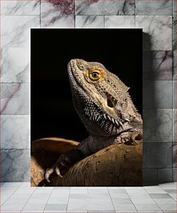 Πίνακας, Close-up of a Bearded Dragon Κοντινό πλάνο ενός γενειοφόρου δράκου