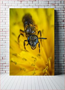 Πίνακας, Close-Up of a Bee on a Yellow Flower Κοντινό πλάνο μιας μέλισσας σε ένα κίτρινο λουλούδι