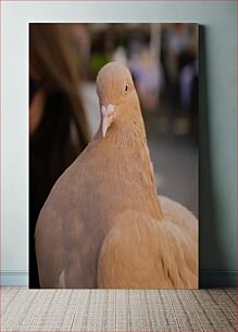 Πίνακας, Close-Up of a Beige Pigeon Κοντινό πλάνο ενός μπεζ περιστεριού