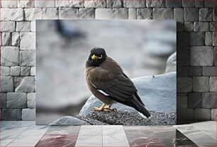 Πίνακας, Close-Up of a Bird Κοντινό πλάνο ενός πουλιού