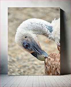 Πίνακας, Close-up of a Bird Κοντινό πλάνο ενός πουλιού