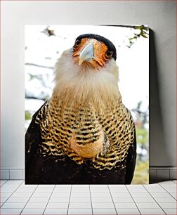 Πίνακας, Close-up of a Bird Κοντινό πλάνο ενός πουλιού