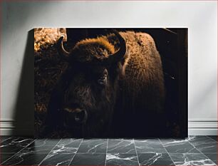 Πίνακας, Close-up of a Bison in Low Light Κοντινό πλάνο ενός βίσωνα σε χαμηλό φως