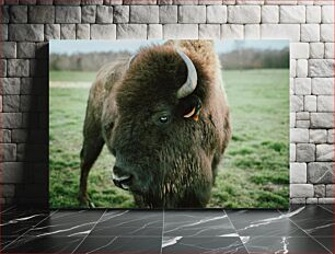 Πίνακας, Close-up of a Bison Κοντινό πλάνο ενός βίσωνα