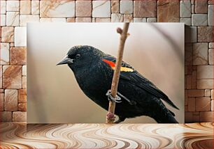 Πίνακας, Close-Up of a Blackbird Κοντινό πλάνο ενός κότσυφα