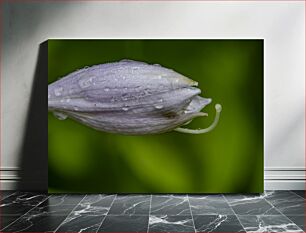 Πίνακας, Close-up of a Bud with Water Droplets Κοντινό πλάνο ενός μπουμπουκιού με σταγόνες νερού