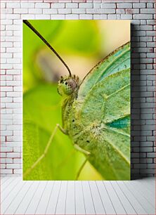 Πίνακας, Close-Up of a Butterfly Κοντινό πλάνο μιας πεταλούδας