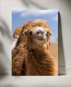 Πίνακας, Close-up of a Camel Κοντινό πλάνο μιας καμήλας