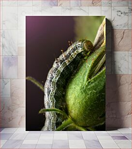 Πίνακας, Close-up of a Caterpillar on a Plant Κοντινό πλάνο μιας κάμπιας σε ένα φυτό