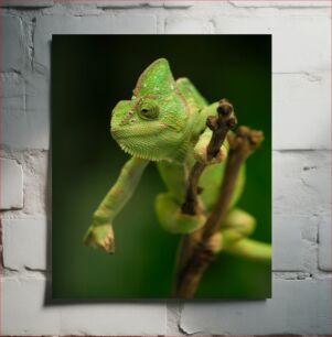 Πίνακας, Close-up of a Chameleon Κοντινό πλάνο ενός χαμαιλέοντα