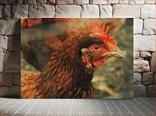 Πίνακας, Close-up of a Chicken Κοντινό πλάνο ενός κοτόπουλου