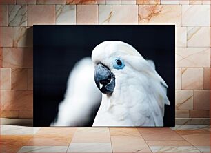 Πίνακας, Close-Up of a Cockatoo Κοντινό πλάνο ενός Cockatoo