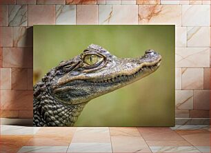 Πίνακας, Close-up of a Crocodile Κοντινό πλάνο ενός κροκόδειλου