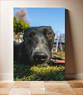 Πίνακας, Close-Up of a Curious Dog Κοντινό πλάνο ενός περίεργου σκύλου