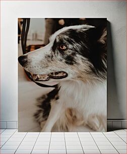 Πίνακας, Close-up of a Dog Κοντινό πλάνο ενός σκύλου