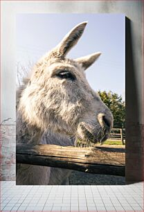 Πίνακας, Close-up of a Donkey Κοντινό πλάνο ενός γαϊδάρου