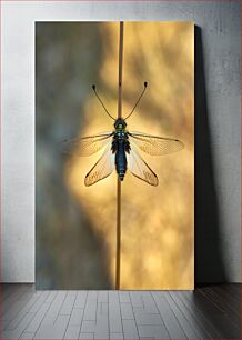 Πίνακας, Close-Up of a Dragonfly Κοντινό πλάνο μιας Dragonfly