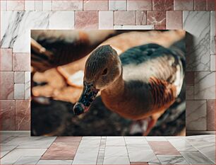 Πίνακας, Close-up of a Duck Κοντινό πλάνο μιας πάπιας