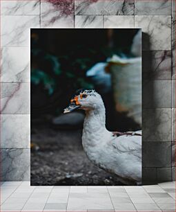 Πίνακας, Close-up of a Duck Κοντινό πλάνο μιας πάπιας