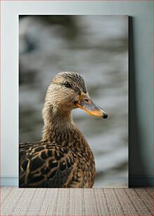 Πίνακας, Close-up of a Duck Κοντινό πλάνο μιας πάπιας