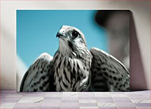 Πίνακας, Close-Up of a Falcon Κοντινό πλάνο ενός γερακιού