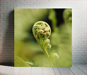 Πίνακας, Close-up of a Fern Fiddlehead Κοντινό πλάνο μιας φτέρης Fiddlehead