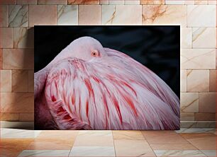 Πίνακας, Close-up of a Flamingo Κοντινό πλάνο ενός φλαμίνγκο