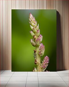 Πίνακας, Close-up of a Flower Bud Κοντινό πλάνο ενός μπουμπουκιού λουλουδιών