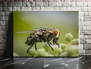 Πίνακας, Close-up of a Fly on a Plant Κοντινό πλάνο μιας μύγας σε ένα φυτό