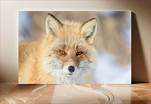 Πίνακας, Close-up of a Fox Κοντινό πλάνο μιας αλεπούς