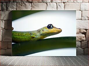 Πίνακας, Close-up of a Gecko Κοντινό πλάνο ενός γκέκο