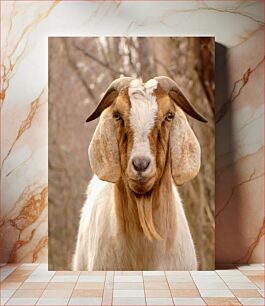 Πίνακας, Close-up of a Goat Κοντινό πλάνο μιας κατσίκας