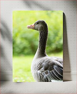 Πίνακας, Close-Up of a Goose Κοντινό πλάνο μιας χήνας