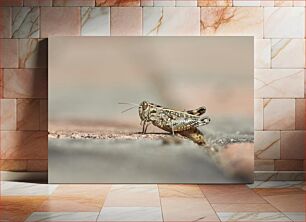 Πίνακας, Close-up of a Grasshopper Κοντινό πλάνο μιας ακρίδας