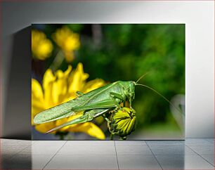 Πίνακας, Close-up of a Grasshopper on a Yellow Flower Κοντινό πλάνο μιας ακρίδας σε ένα κίτρινο λουλούδι