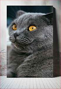 Πίνακας, Close-up of a Gray Cat Κοντινό πλάνο μιας γκρίζας γάτας