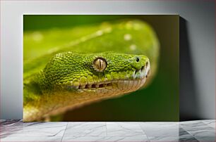 Πίνακας, Close-up of a Green Snake Κοντινό πλάνο ενός πράσινου φιδιού