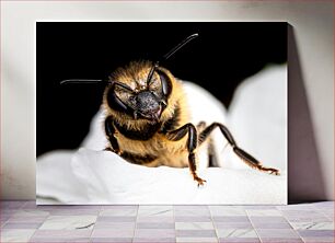 Πίνακας, Close-Up of a Honey Bee Κοντινό πλάνο μιας μέλισσας